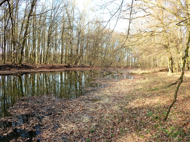 Moravská Dyje a rakouská Thaya