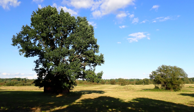Mlýnská stoka v Třeboňské pánvi