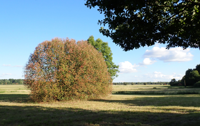 Mlýnská stoka v Třeboňské pánvi