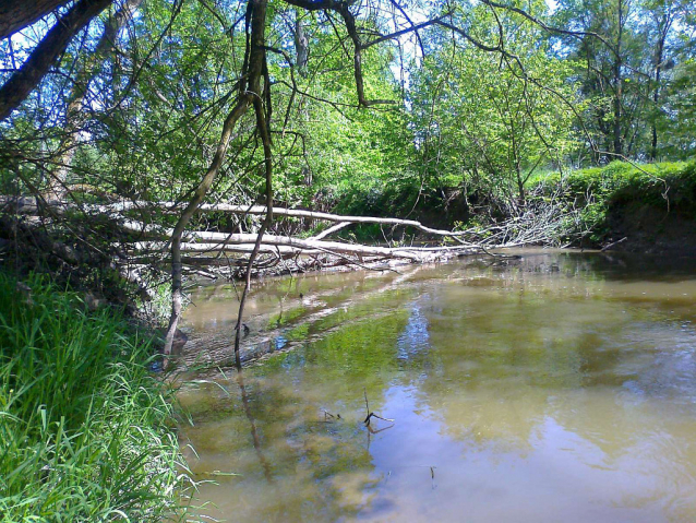 Bobří řeka Odra nad Ostravou