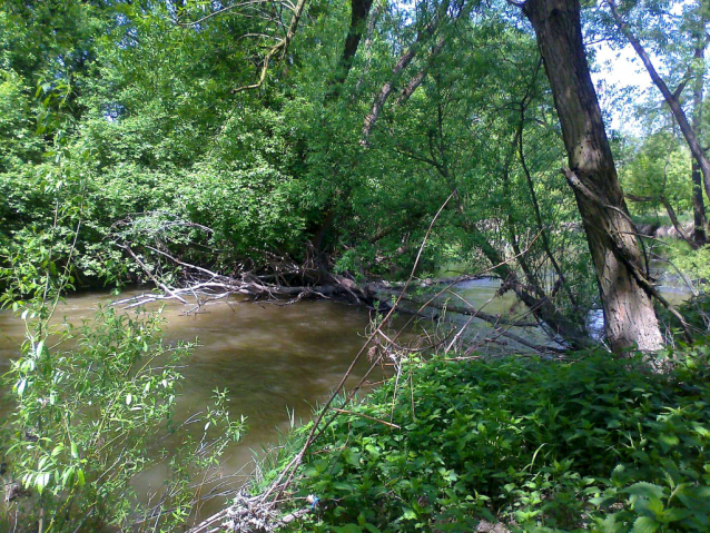 Bobří řeka Odra nad Ostravou