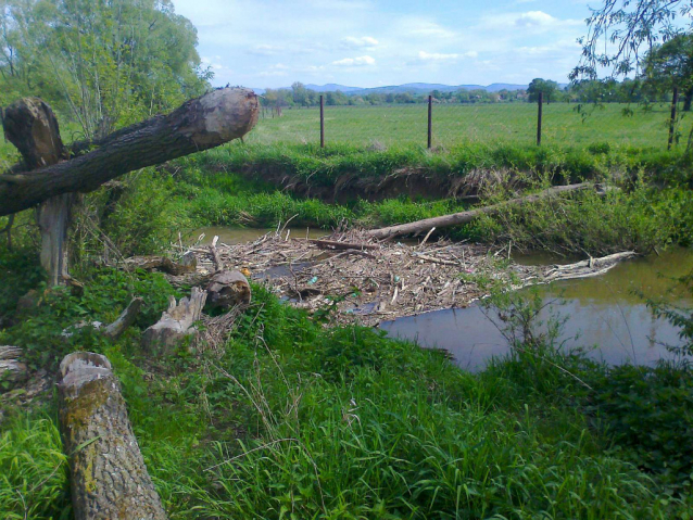 Bobří řeka Odra nad Ostravou