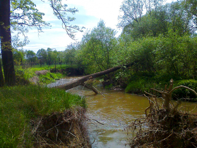 Bobří řeka Odra nad Ostravou