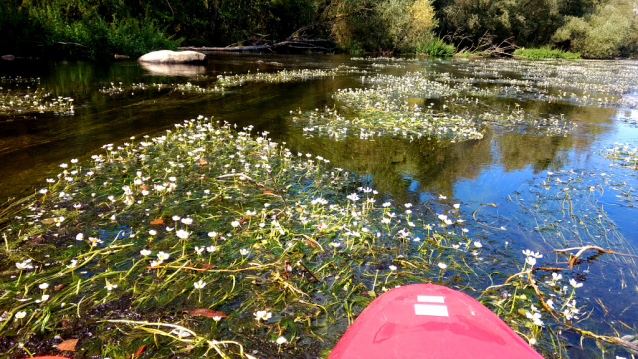 Kick&kayak na Ohři u Žatce