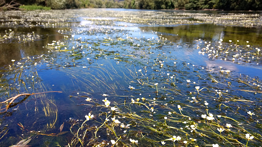 Ohře, kvetoucí lakušník v korytě řeky pod Nechranickou přehradou.