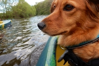 Otava se psem na palubě kanoe