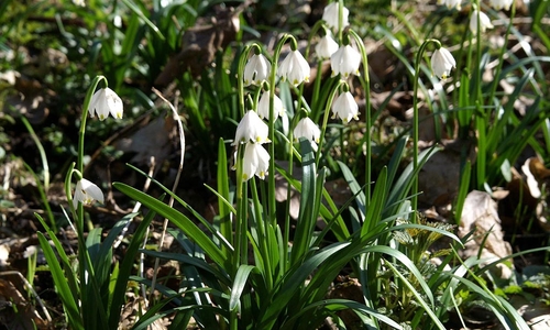 Za bledulemi do Pekla Za bledulemi do Pekla