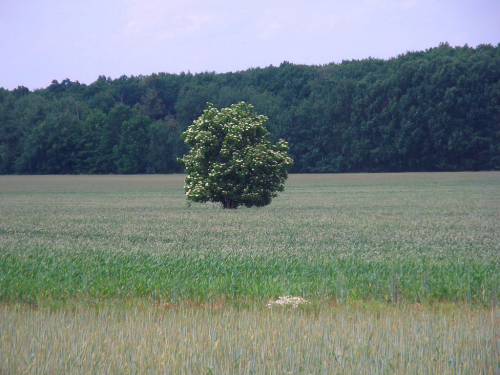 Krajina u Lázní Bohdaneč.