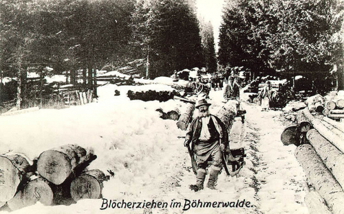 Šumava, zimní svážení polenového dříví na saních.