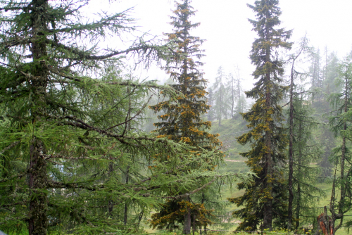 Grimming. Na úpatí rostou husté modřínové lesy.