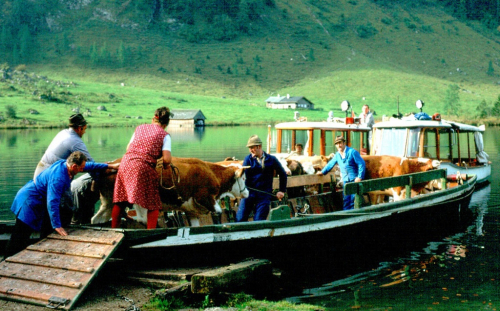 Převážení krav ze vzdálených horských pastvin Hills přes jezero Königssee.