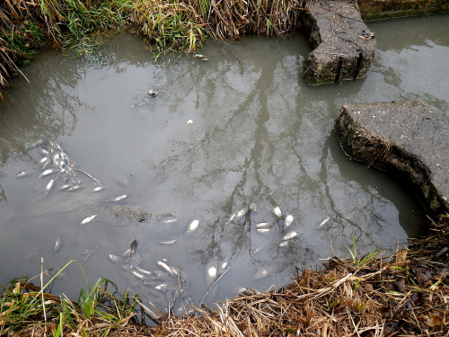 Potok Veselka vytéká z Přestavlckého rybníka. Uhynulé rybky po výlovu.