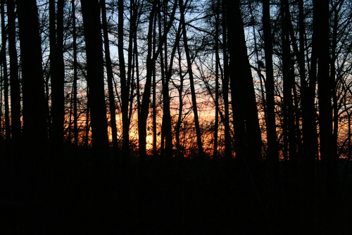 Lítožnice, západ slunce v lese.