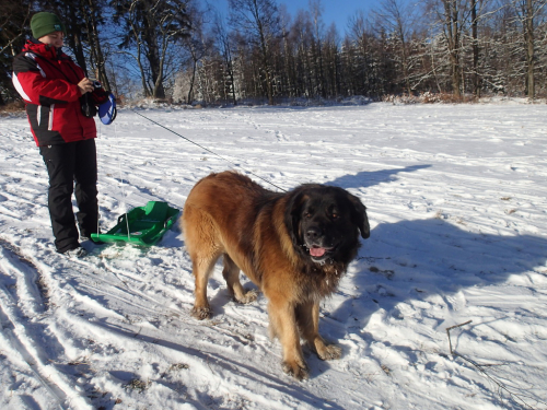 Pes a jeho pán na sněhu v Černé Říčce.