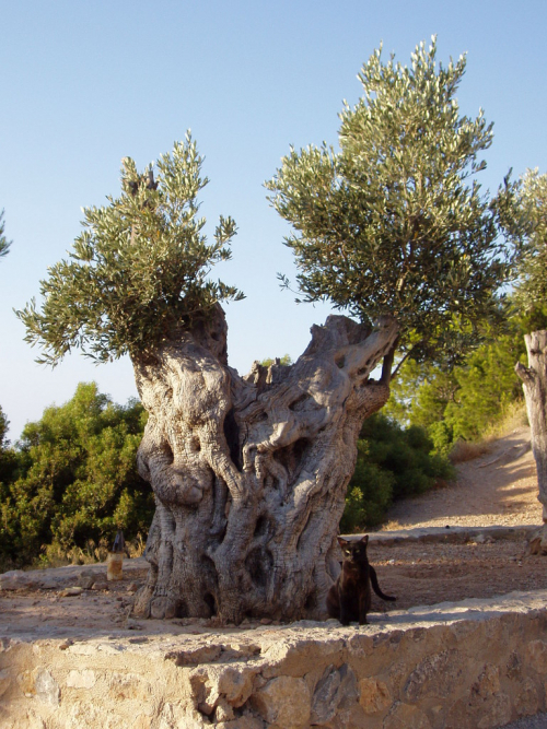 Mallorca, torre del Verger. Starý olivovník pamatuje antické Římany.