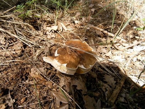 Hřib hořký - žlučník (Tylopilus Felleus ) je nejedlý!