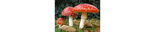 Muchomůrka červená, latinsky Amanita Muscaria, německy Fliegenpilz, francouzsky Amanite tue-mouches.