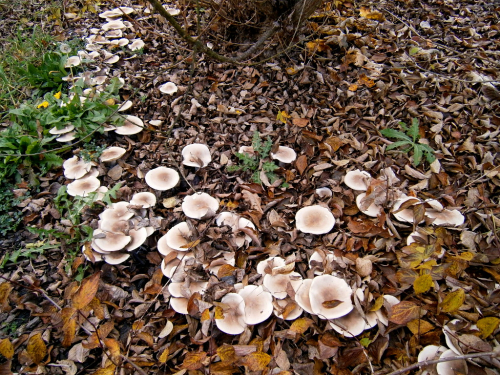 Strmělky mlženky v parku Podviní v pražské Libni. 16.11.2014.