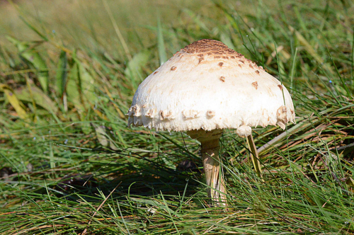 Bedla vysoká (Macrolepiota procera).