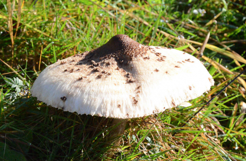 Bedla vysoká (Macrolepiota procera).