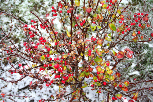 The first snow and ice in Prague's Zahradní Město.