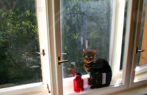 Kočka sedí na okně.