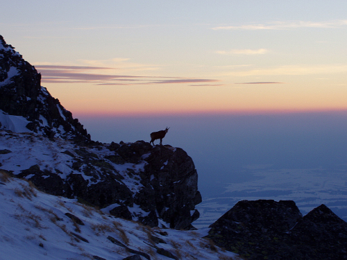 Vysoké Tatry. Kamzík pod Lúčnym sedlem.