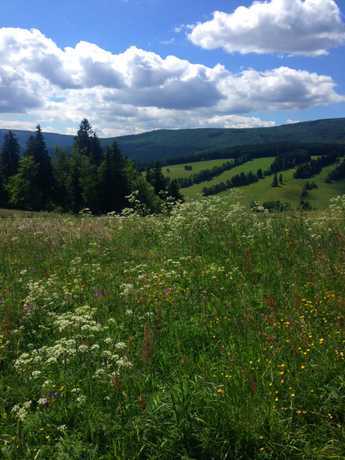 Krkonošské louky.