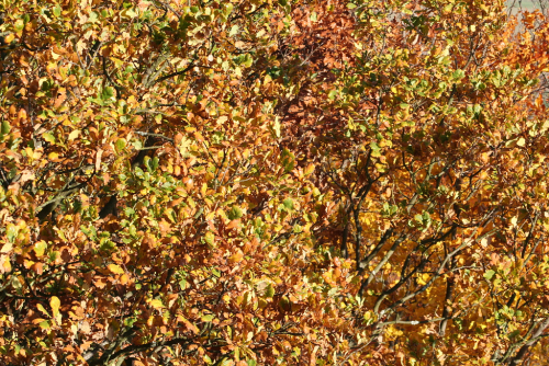 Podzimní les pod Ještědem.