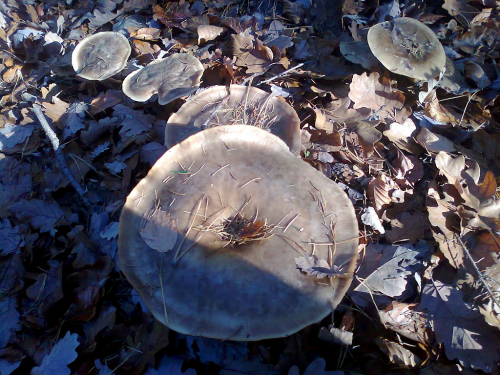 Podzimní houby.