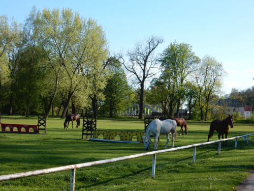 Koně se pasou ve sportovním areálu Horky nad Jizerou.