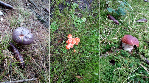 Podzimní houby v Kosteleckých lesích.