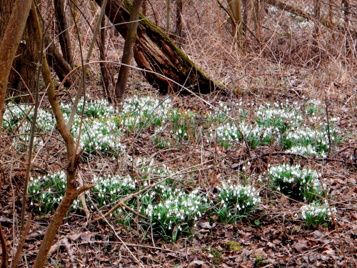 Sněženky kvetou u Botiče pod Průhonicemi.