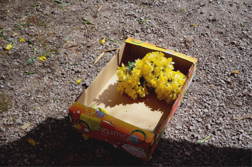 Fête des Jonquilles Gérardmer Vosges.