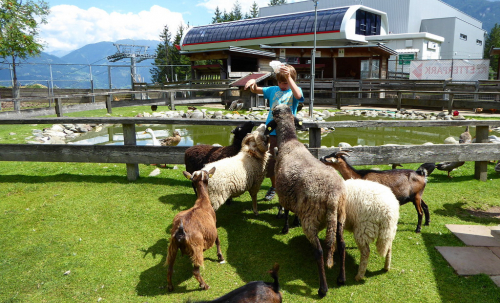 Ovce a kozy na Moosalm u rakouského města Lienz.