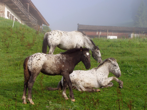 Ráno na horském statku Mahdegg. Koně se pasou v Tennengebirge.
