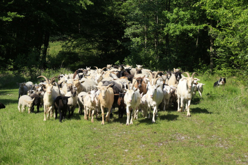 Stádo ovcí a koz putuje z Českého krasu do Brd.