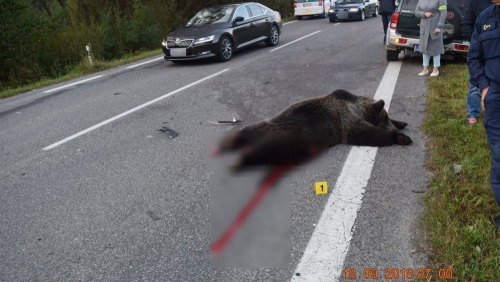 Nízké Tatry: Tragická dopravní nehoda s medvědem.