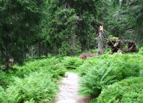 Krkonoše, Krakonošova snídaně u Mumlavy.