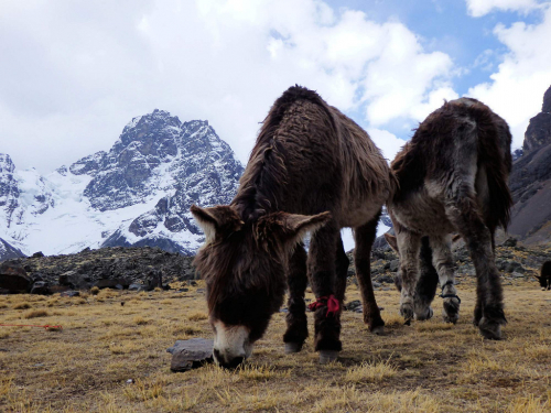 Acotango, Bolívie / Chile.