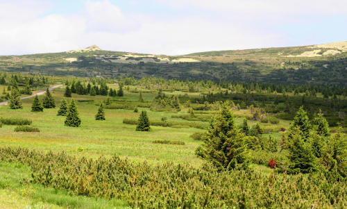 Pančavská louka, Krkonoše.