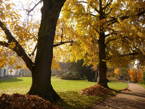 Jinan dvoulaločný, Ginkgo biloba.