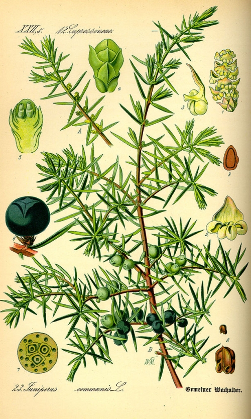 Jalovec / Juniperus.