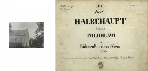 Palohlavy / Polohlavy / Halbehaupt.