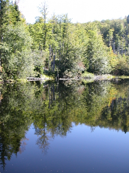 Luzný / Lusen, Šumava. 