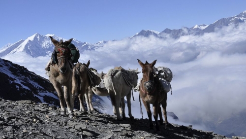 Koně a mezci vynášejí náklad do údolí Nar Phu, Himaláje.