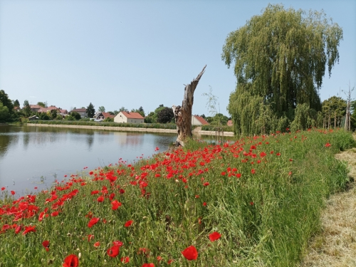 Pískovna Tišice Mlékojedy.