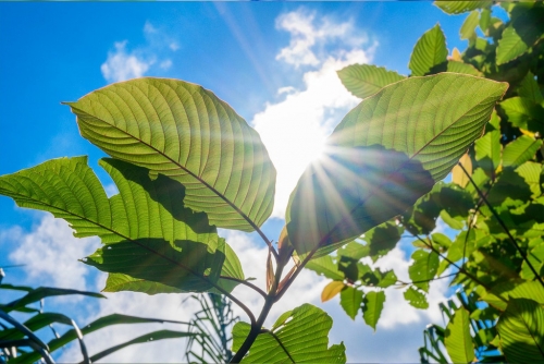 Kratom.