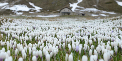 Livigno, krokusy.