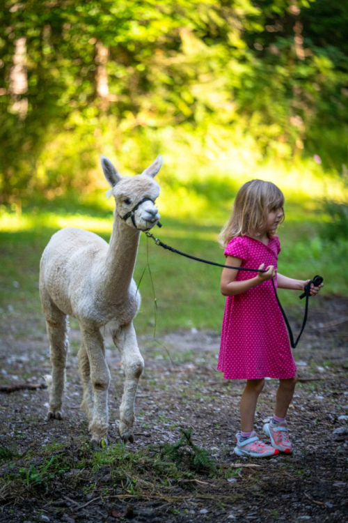 Lama.